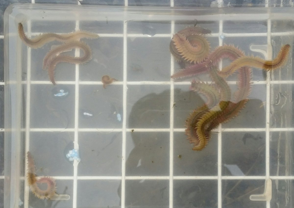 水夢 先週末の河口干潟での採集の成果その２ ゴカイ