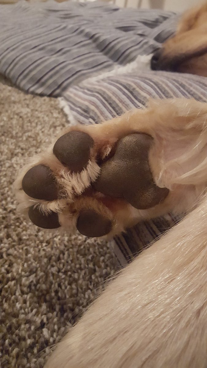 VDub0143's tweet photo. Puppy paws are the best😍🐾 #paws #goldenretriever https://t.co/6GvPXO4b88