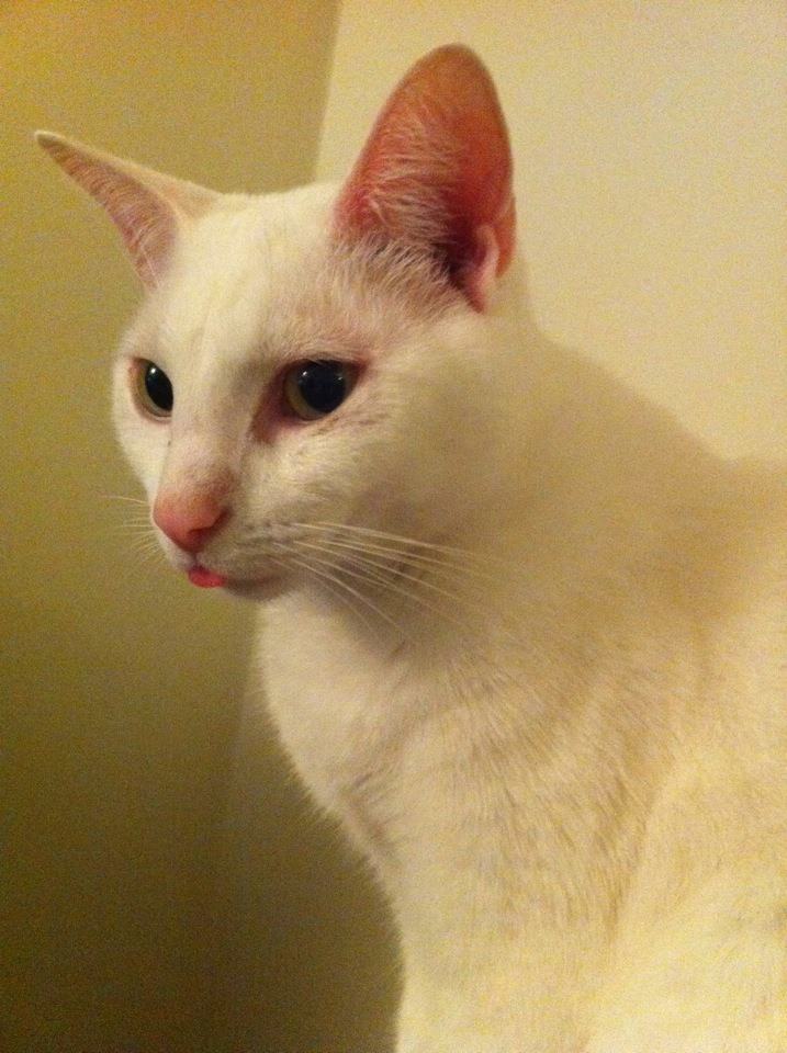 yak_attak's tweet photo. 6 Years ago today... and Today!
#BlepDay https://t.co/8JWBAM09Q9
