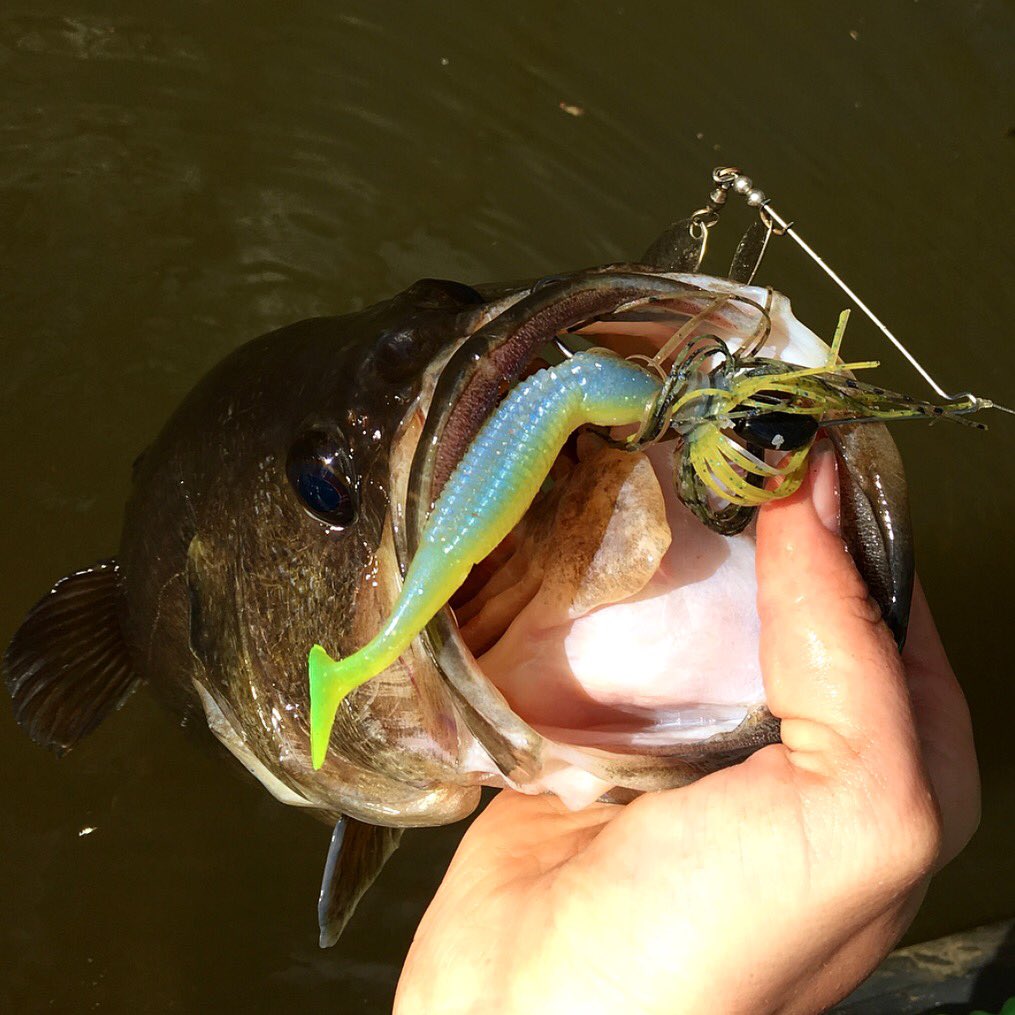 FishingCarePack's tweet photo. Spring fishing means BIG BASS 🎣🔥

Grab a Largemouth Box at https://t.co/BeyCsQxUlx 

#fishing #bass #bassfishing #largemouth #lures #lure https://t.co/HJxjyn19JL