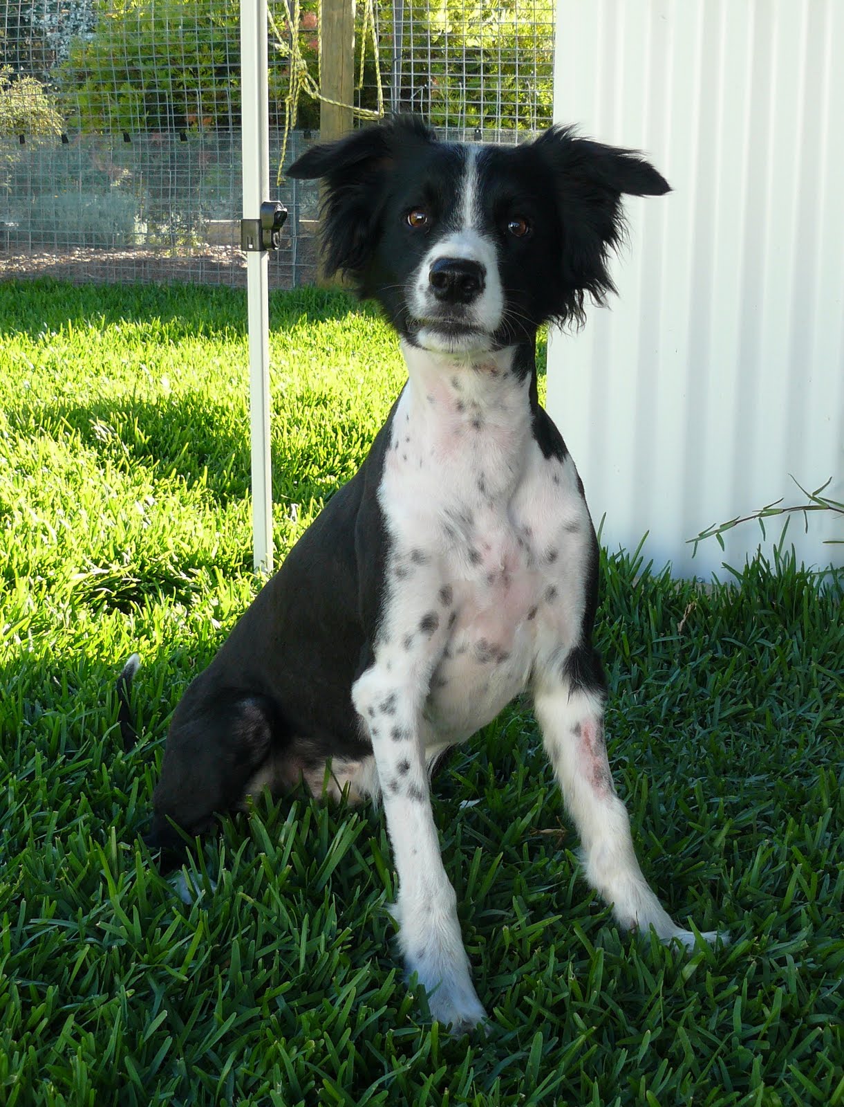 do border collies get haircuts