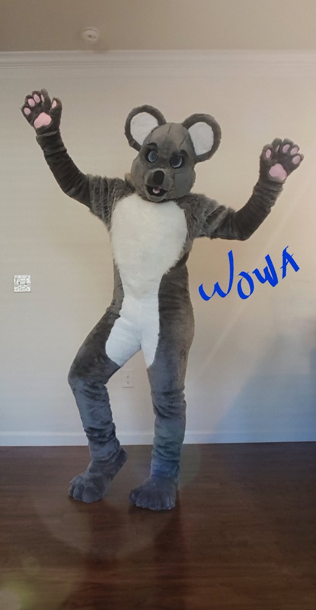 Executive Koala tweet media