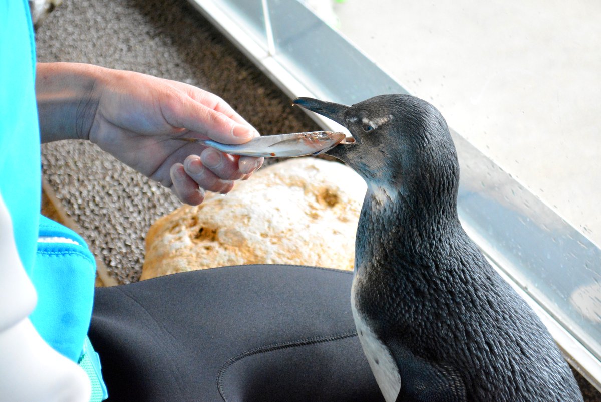 京都水族館 公式 בטוויטר ごはんを食べる練習中のペンギンの子ども ついに 先日自分でごはんを食べることができました 一度食べるとコツを知ってくれたのか 次の日からも順調に食べてくれています