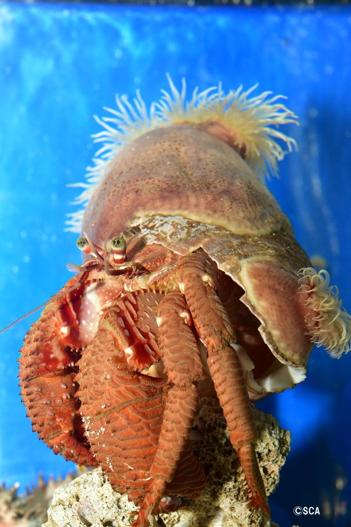 すさみ町立エビとカニの水族館 on X: すさみ町立エビとカニの水族館 on X: