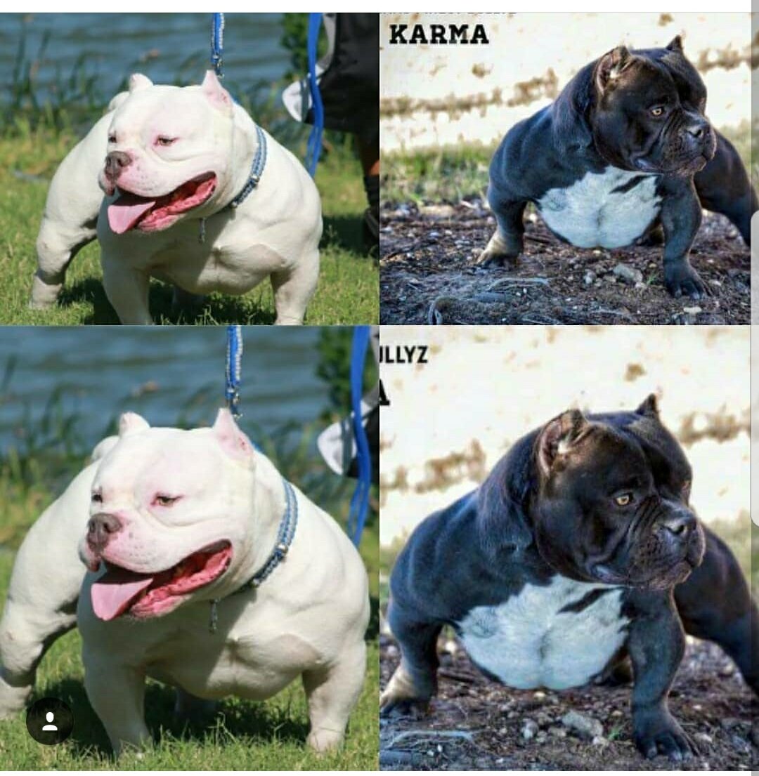 goodlow's tweet image. #theabkc