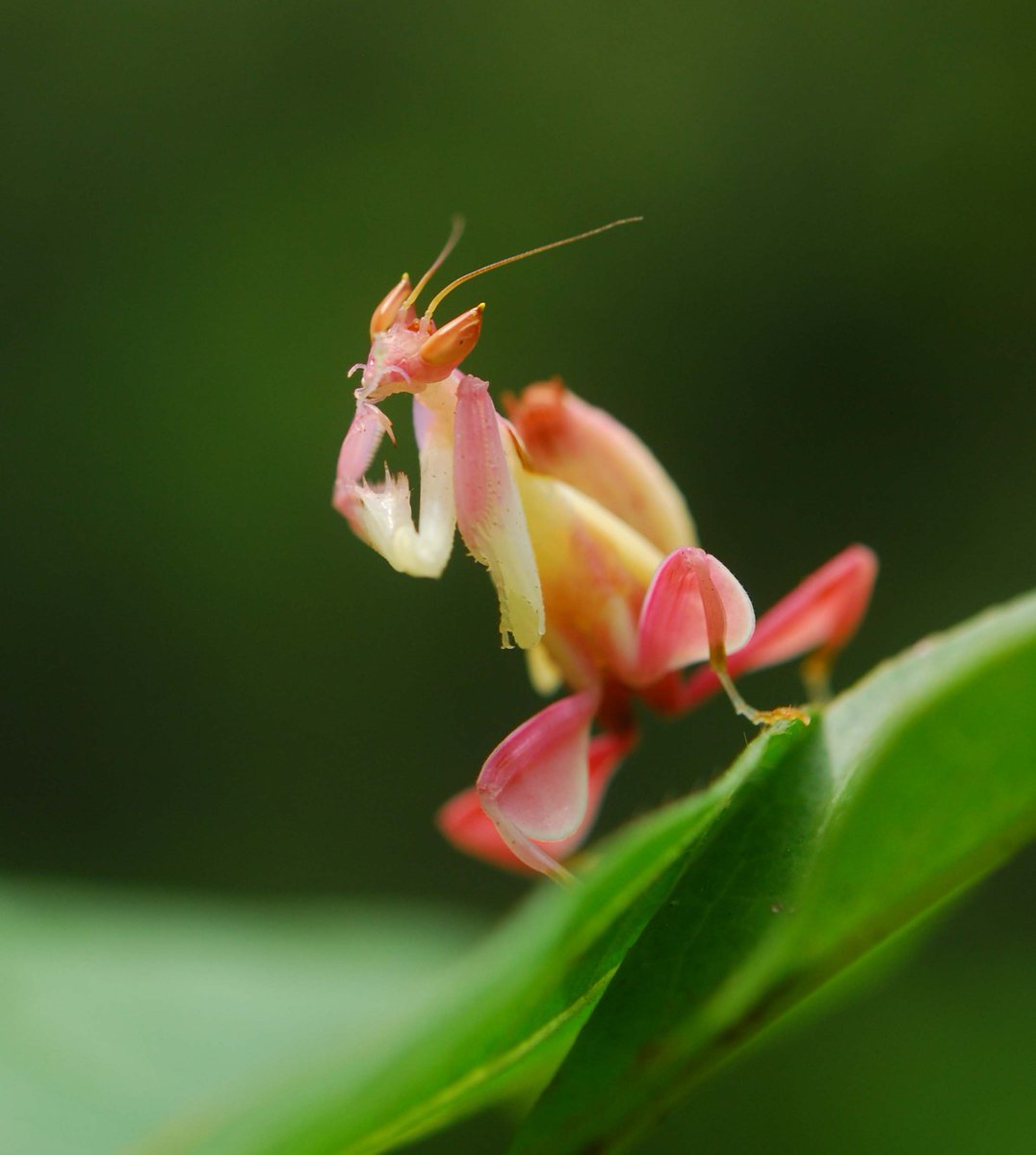 Цветок богомол. Орхидейный богомол. Розовый орхидейный богомол. Богомол Hymenopus coronatus. Малазийский орхидейный богомол.