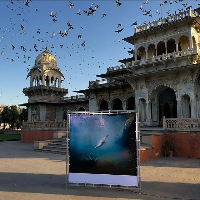 JaipurPhoto2017's tweet photo. Asmita Parelkar (@asmitaparelkar) visits her show at the Albert Hall Museum. https://t.co/eRksXtmG4e https://t.co/mCZUYrhkbs