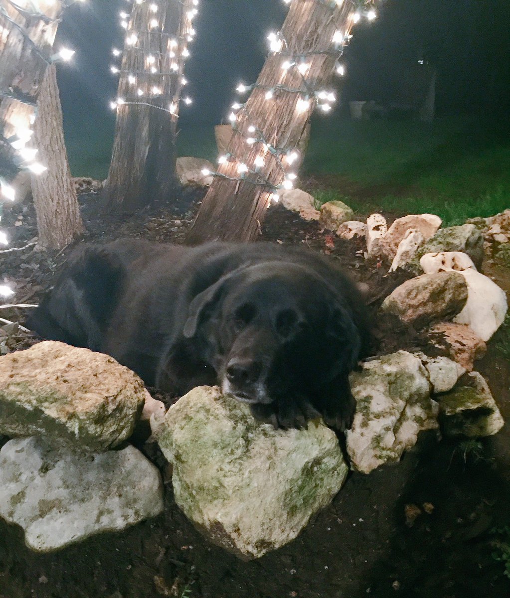 BlueElection's tweet image. When Beau decides sleeping with rocks is a better alternative than waiting for me to quit Twitter. #dogsoftwitter