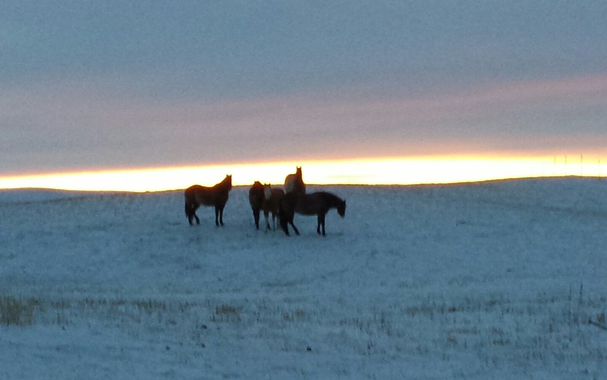 BHolmes_BusMom's tweet photo. #peaceful  #CanadianPrairie https://t.co/vpeTMdrzWm