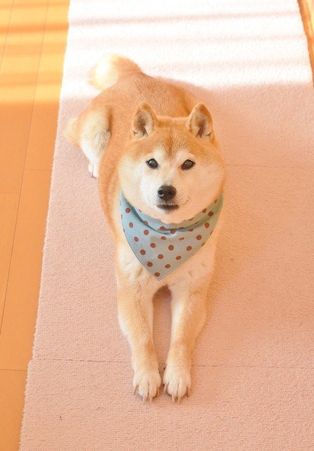 癒し 可愛すぎる柴犬まとめサイト Shiba Dog 4848 Twitter 癒し 可愛すぎる柴犬まとめサイト Shiba Dog 4848 Twitter