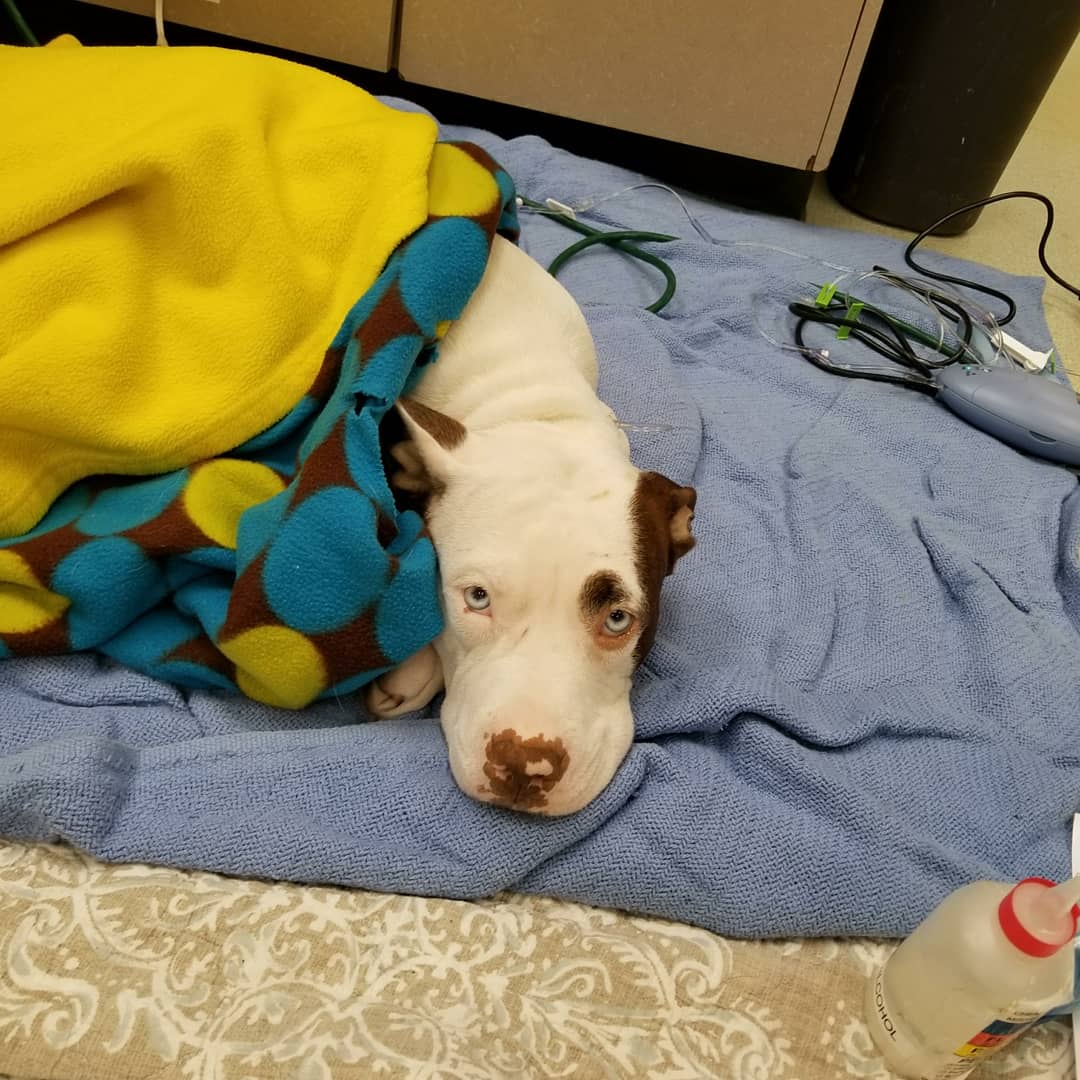 IHADRO614's tweet photo. We wanted to give everyone an update on Momma Martha tonight. She received a blood transfusion today and was more alert but she isn't out of the woods just yet. Her and her 8 babies are still hospitalized. https://t.co/mKp39f2R5x