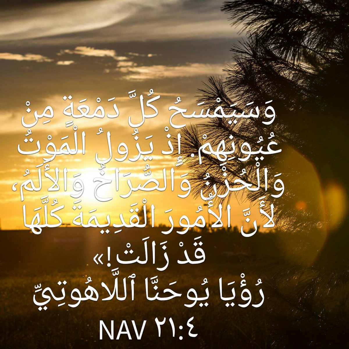 esterfahem1 tweet picture