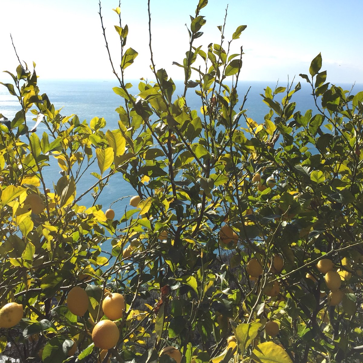 OvenTiff's tweet photo. Good Morning Cinque Terre! I don’t know if there’s anything better than waking up to organic lemon trees accompanied by sun &amp; the Italian Riviera! #lemon #organic #earth #italianriviera #italy #italia #fresh #sun #culture #travel #vegan #vegetarian #holistic #nature #cinqueterre https://t.co/2Zz3MyOWWP