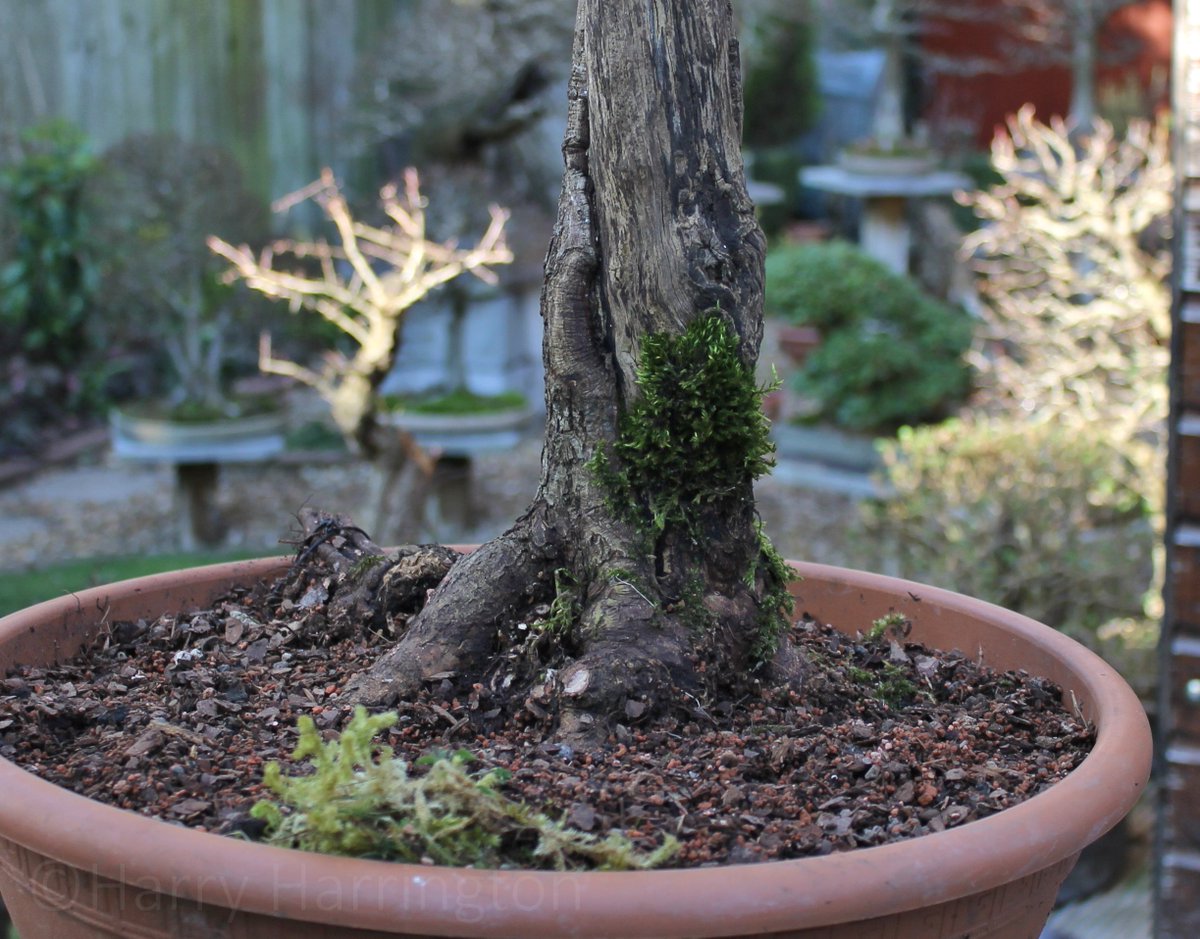 Harry Harrington Sur Twitter And A Couple Of Other Interesting Trees Picked Up On Friday A Native Dogwood Cornus Sanguinea With A Very Wide 16 40cm Nebari Twisting Deadwood And Live Veins