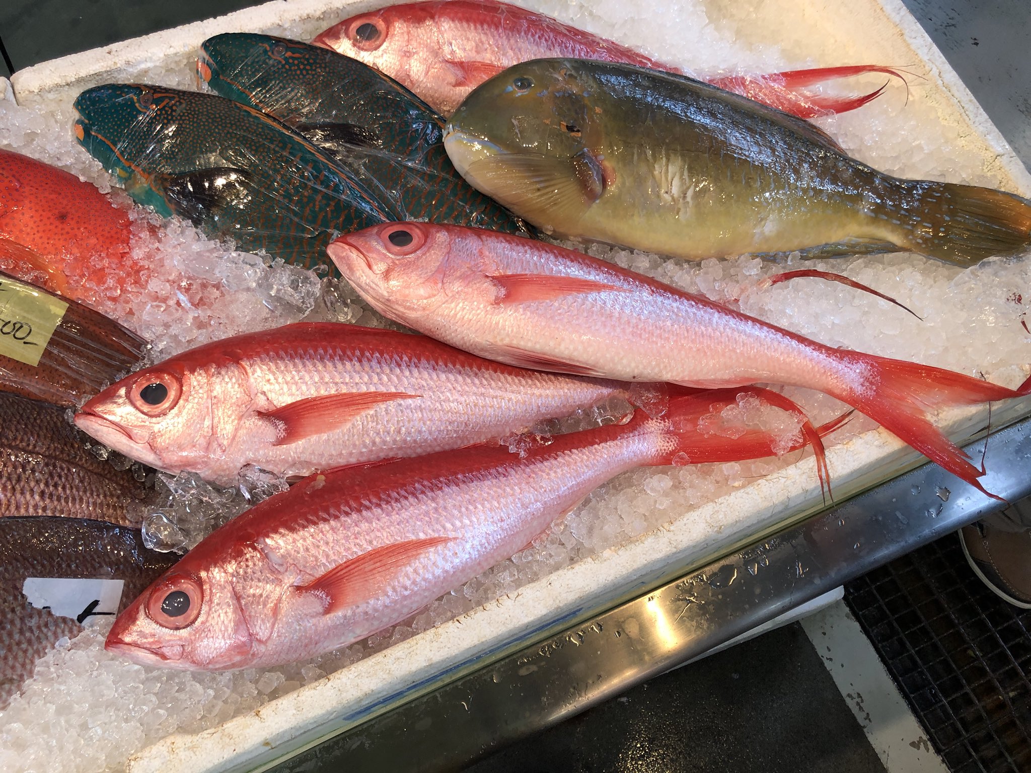 平坂寛 釣って 食べて 調べる 深海魚 たくさんのふしぎ7月号 発売中 はい ハマダイです 次回南方へ出向かれた際はぜひお試しください おいしいですよ 平坂寛 釣って 食べて 調べる 深海魚 たくさんのふしぎ7月号 発売中 はい ハマダイです 次回南方へ出向かれた際はぜひお試しください おいしいですよ