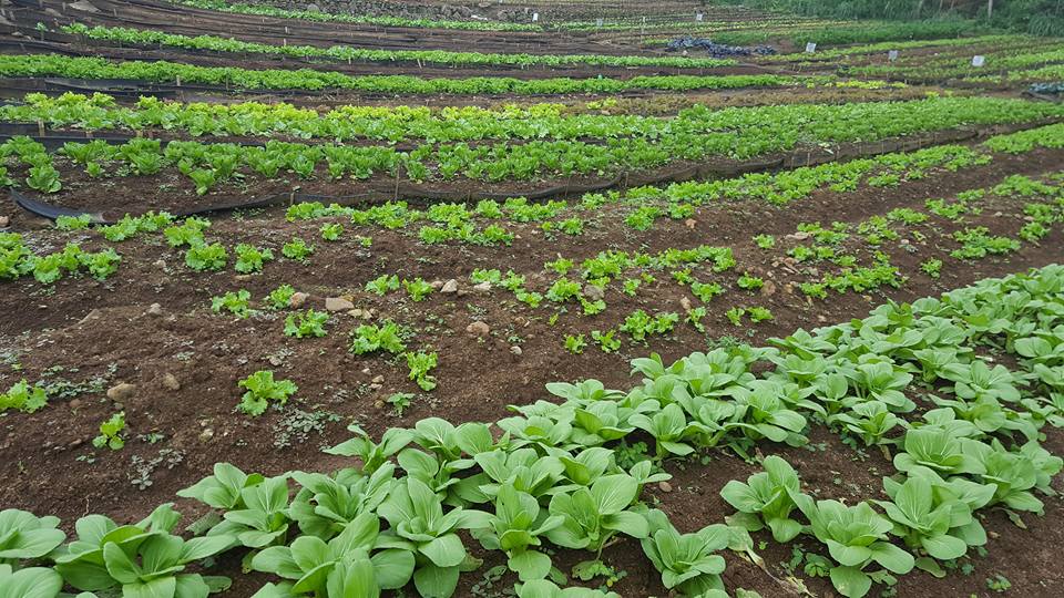 JniceTemptation's tweet photo. Visiting farm for  ingredients.... It s is equally important to be able to get fresh vegetables. 
.
#foodph #cookingph #ipil #kabasalan #zamboangasibugay #whattoeatph #spotph #zomatoph #pinoyfood #pilipinorecipe #filipinorecipes #tastyph #mindanao #yummyph https://t.co/ADNLzLKTqj
