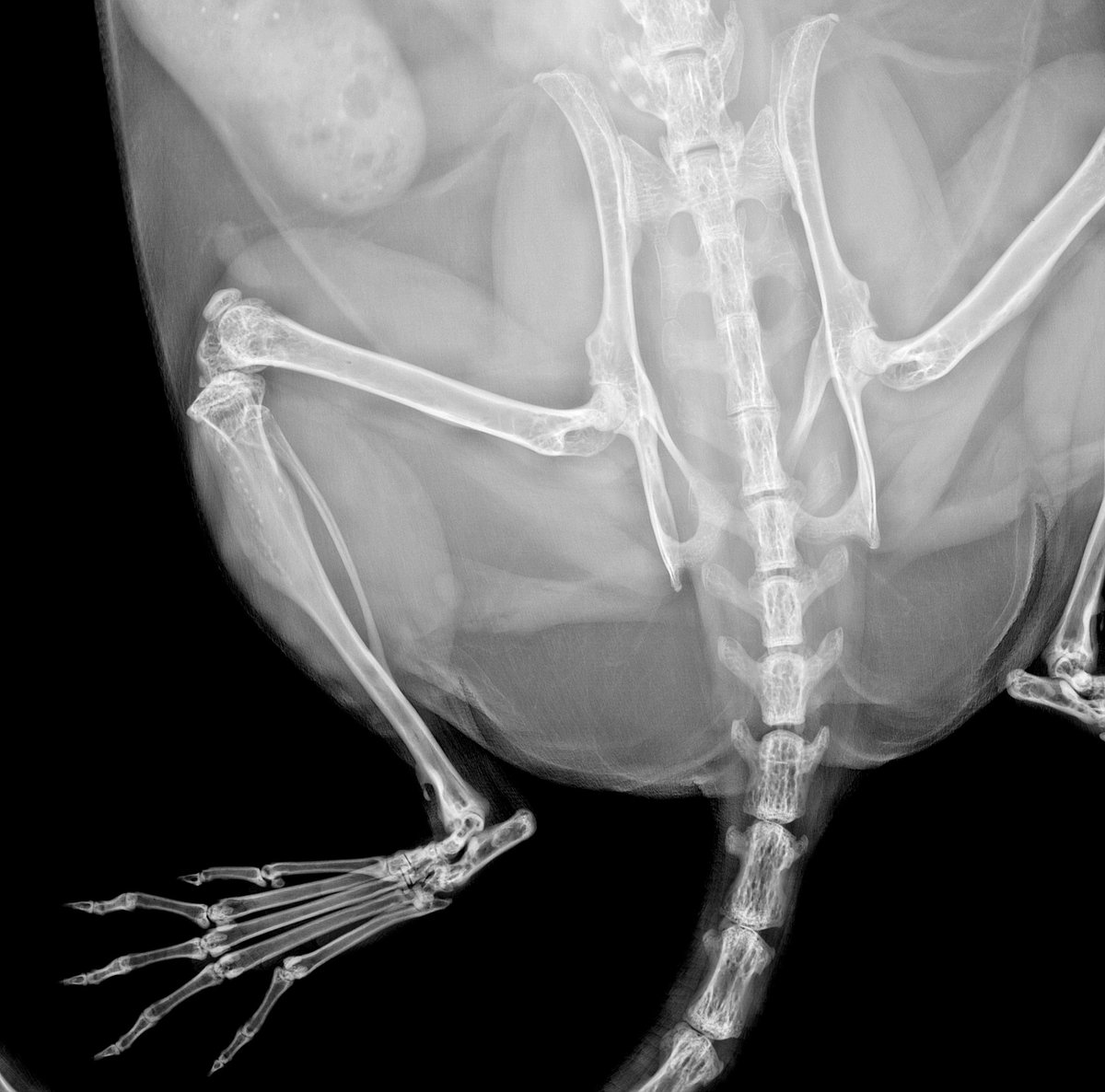 impc's tweet photo. Today’s #GeneOfTheDay is #Arl10. Full name: ADP-ribosylation factor-like 10; Phenotype associations include decreased male bone mineral content and decreased lean body mass. More information and data: https://t.co/wFnXvFMjOW @ucdavis @ucdmousebio  @GeneticsUpdate #Genetics https://t.co/1uhJiuWtr0
