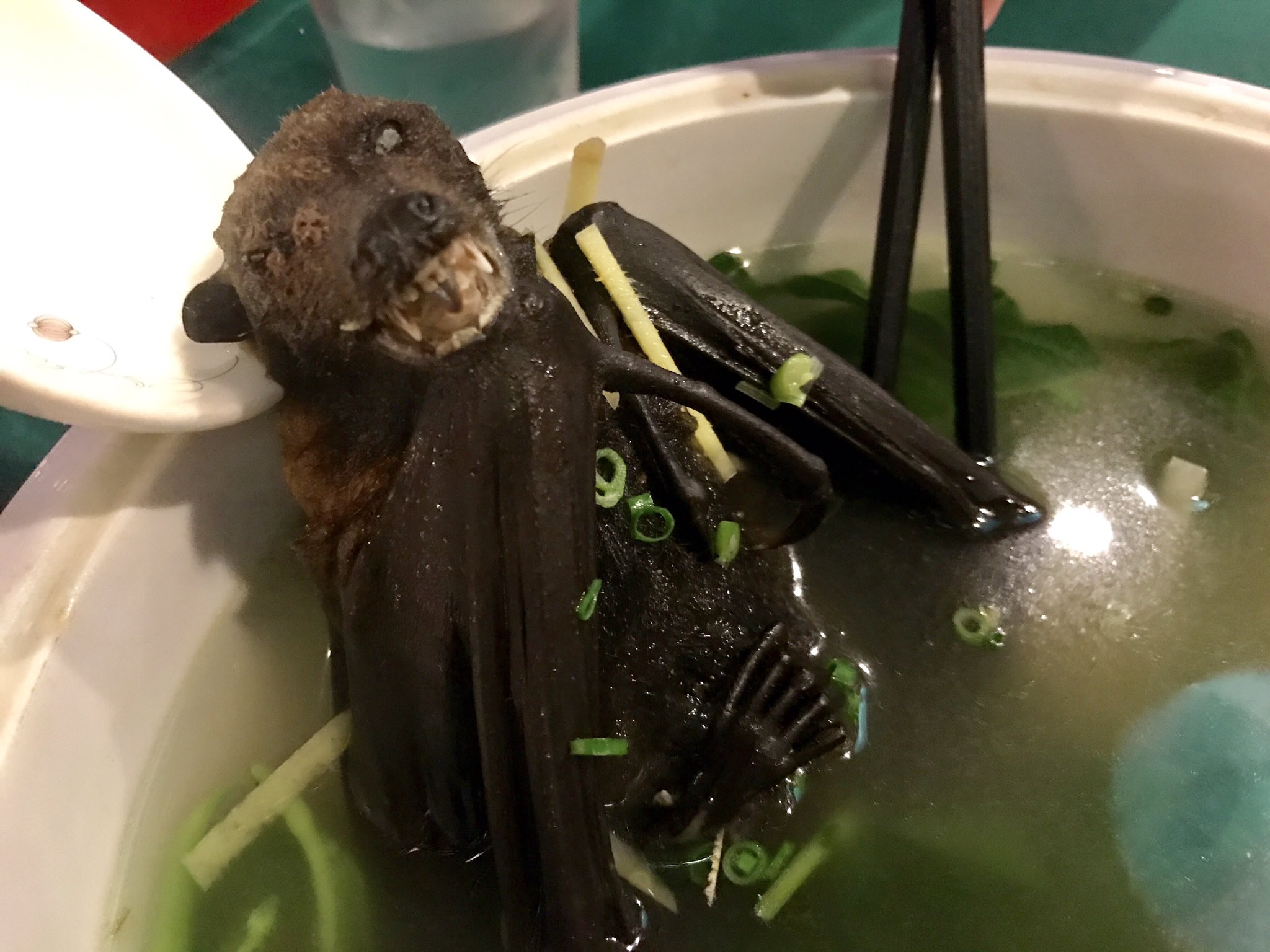 ぽん せかい食堂 パラオにてコウモリ料理を食す ぽん せかい食堂 パラオにてコウモリ料理を食す