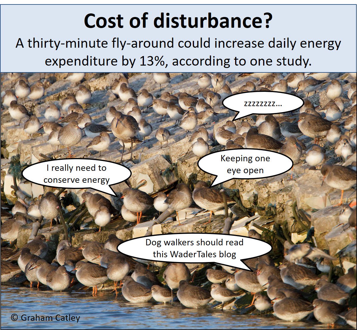 GrahamFAppleton's tweet image. Roosting waders should not be disturbed in cold weather! 
Article with some background info: wadertales.wordpress.com/2016/10/30/a-p…
#ornithology