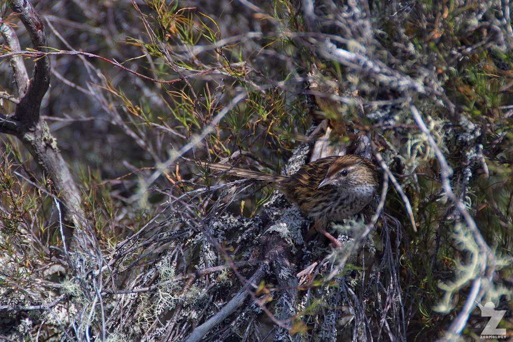 Zoom_ology's tweet photo. We saw a #Mātātā AKA New Zealand #Fernbird whilst tramping in the #Kaweka ranges. What a gorgeous bird! You can check out our snaps in this blog post. :)
#Prunellamodularis #NZbirds https://t.co/AK9k3mLJzX https://t.co/EqeF5cRn3Q