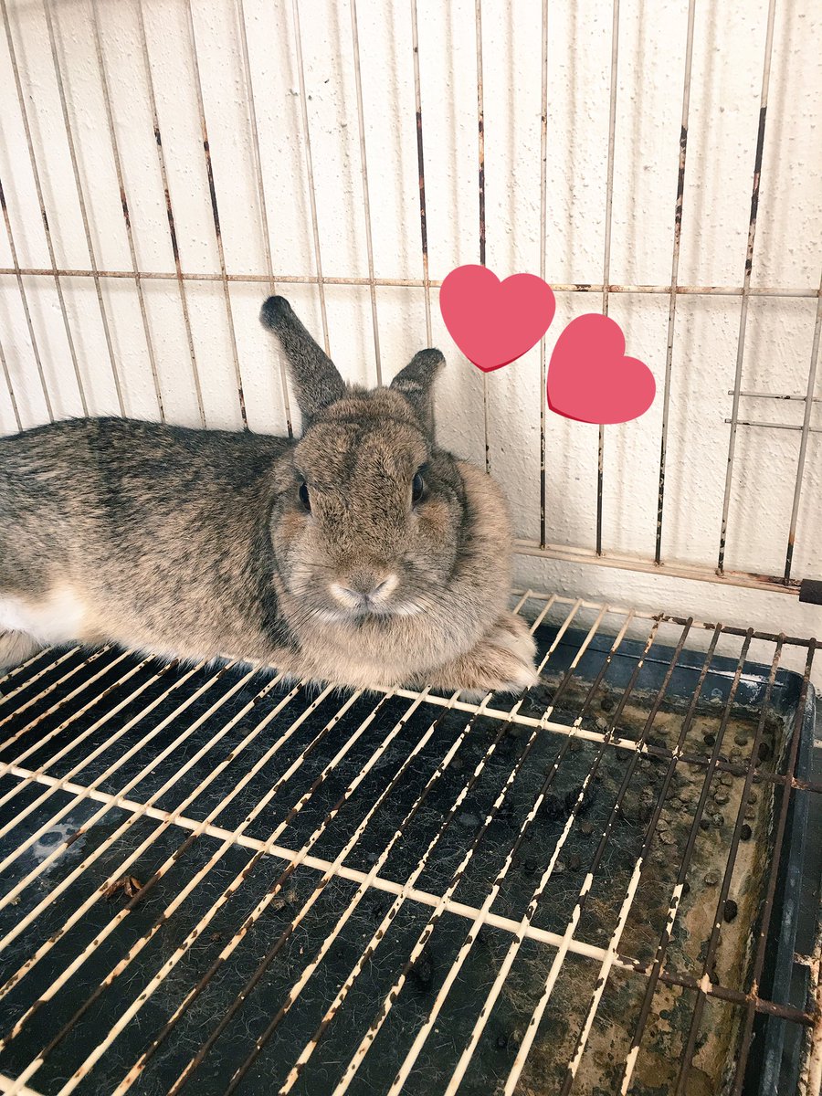 ParisSally1's tweet photo. This is my adorable rabbit@rabbit https://t.co/AvDELIBWqh