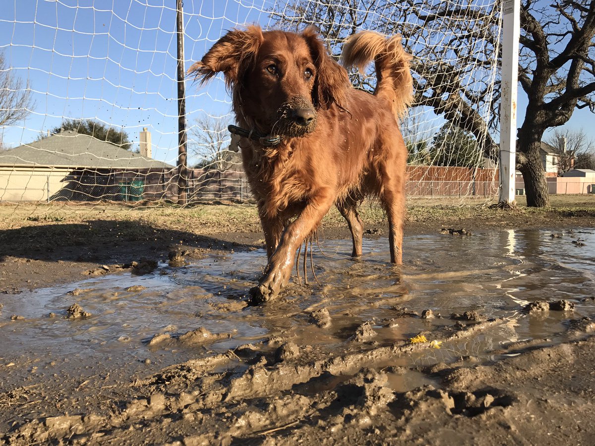 Ariathegoddess's tweet photo. Got a little mutt-y today! #dogpun https://t.co/80vtOztDAz