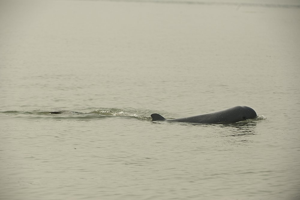 ChilikaDevAuth's tweet image. First Annual Monitoring of Chilika lake held on 24.02.2018 preliminary findings.