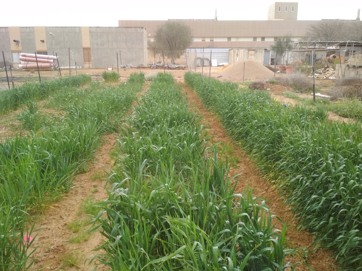 PlanTzin_lab's tweet photo. The first wheat field experiment is on. Now we are waiting for the herbivores to come for a visit. #PlantInsect #wheat https://t.co/zxsuYRTZSW