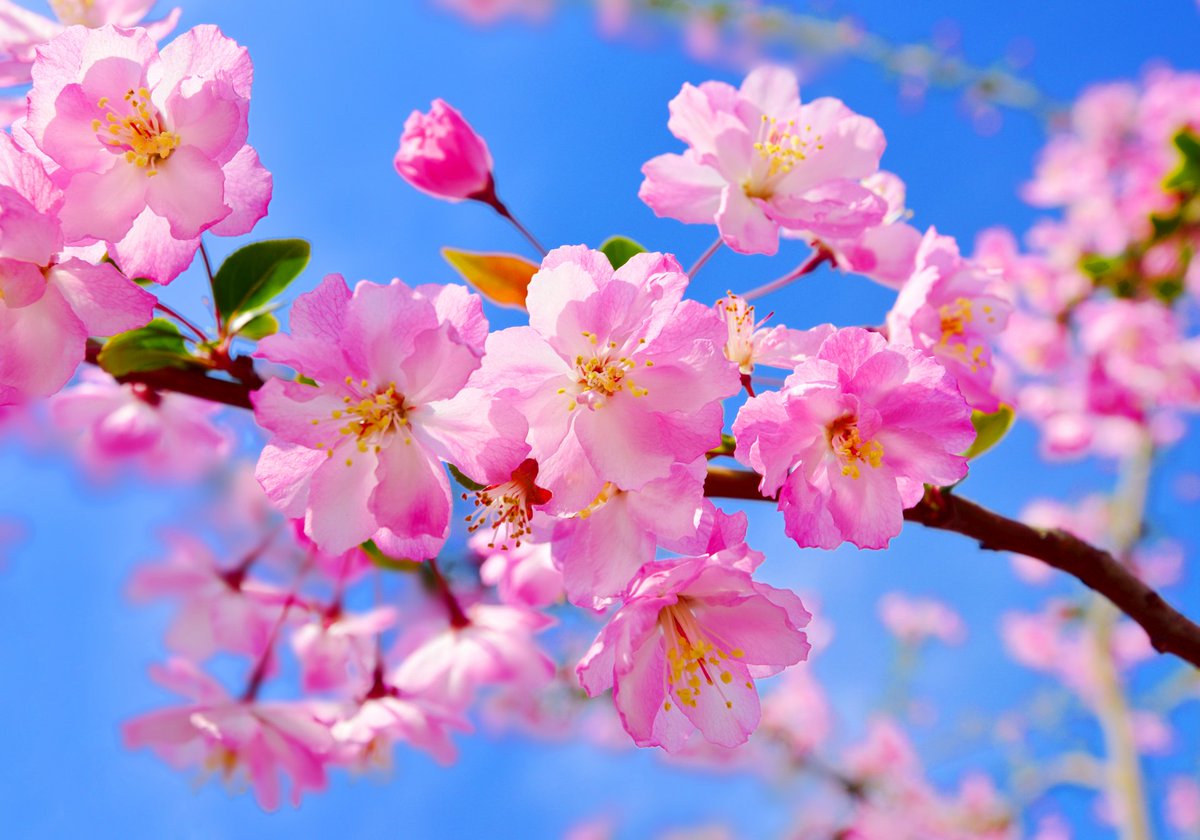 トコハナロジー ハナカイドウ 春の訪れを告げる花 美人の形容に用いられるほど美しい花を咲かせます 花言葉 美人の眠り 艶麗 温和 妖艶