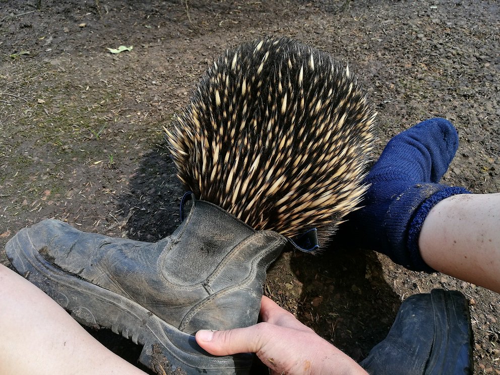 ZoosVictoria's tweet photo. Ok! Let's get the creative juices going this week - help us caption this pic of Matilda the #Echidna at #HealesvilleSanctuary. https://t.co/tZJqscIsnX