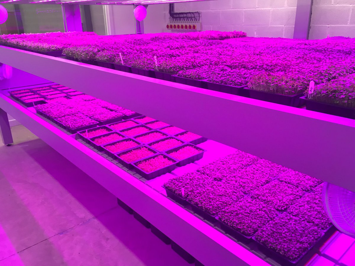 LakelandLeaves's tweet photo. Top quality microgreen's being grown at @Growingfield28. Fantastic start!! @DrKevinDobbs @DobbsJan @northcountryken https://t.co/zQgZjdeJxR