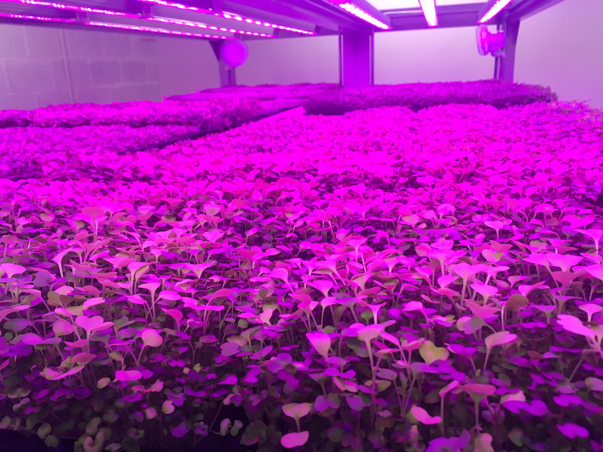 LakelandLeaves's tweet photo. Top quality microgreen's being grown at @Growingfield28. Fantastic start!! @DrKevinDobbs @DobbsJan @northcountryken https://t.co/zQgZjdeJxR