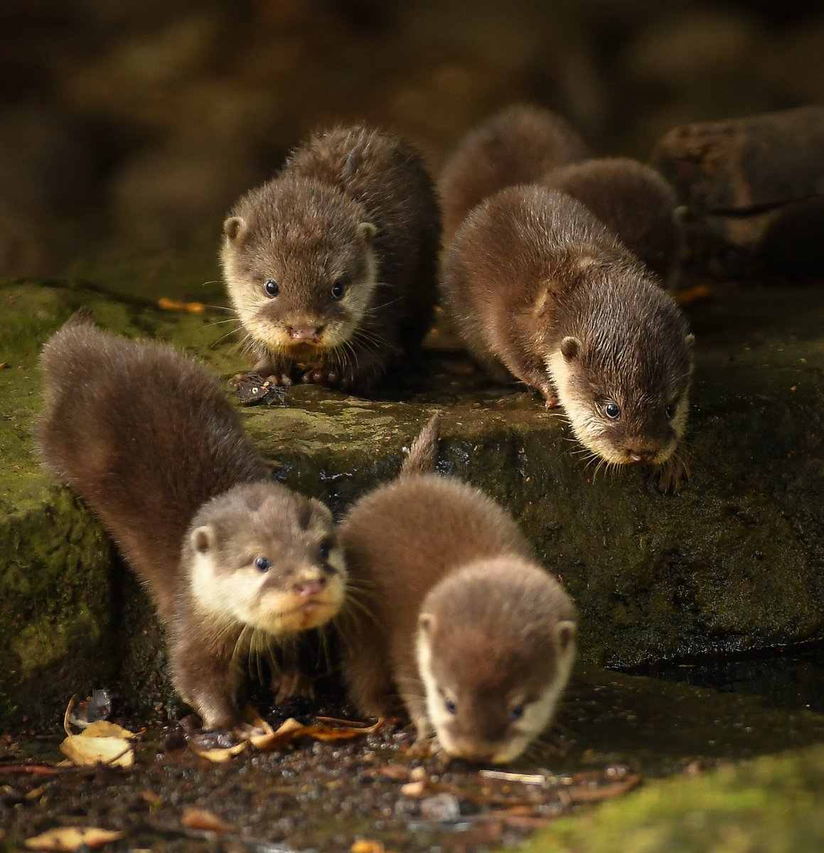 pure_p4's tweet image. What a beautiful😃🐯💖 Thank you dear Emy🤗🌸 Great new week you too sweetie😘🌷🌷☘️🕊🕊