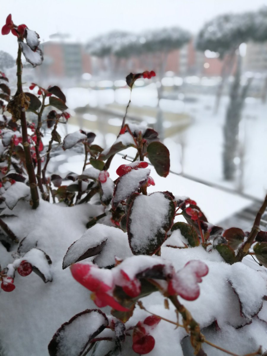 BrandingAddctd's tweet photo. Un proverbio dice: anno nevoso,  anno fruttuoso! 
Lo prendiamo alla lettera...e,  mentre #Roma si gode questa meravigliosa #nevicata, noi lavoriamo circondati da questo spettacolo. 
Buona giornata a tutti! 
#nevearoma #BrandingAddicted #letitsnow https://t.co/7I4epliJHL