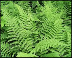 dragon_fly251's tweet photo. Ferb the fern and his buddies had a crazy dream in which plants could reproduce without the use wind or water!!! How crazy are those ferns? 😱 https://t.co/IcA8rLU55A