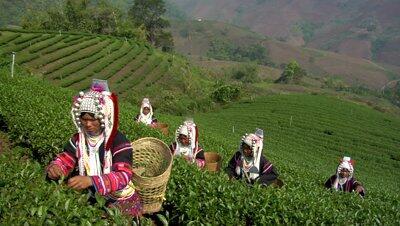 Nationalteaday's tweet photo. Support Chari-Tea with @DaokrajaiTea - donating 30% of the purchase price of a range of teas to breast cancer charities. https://t.co/N21pA8WBdy https://t.co/TfVmj7Na4F