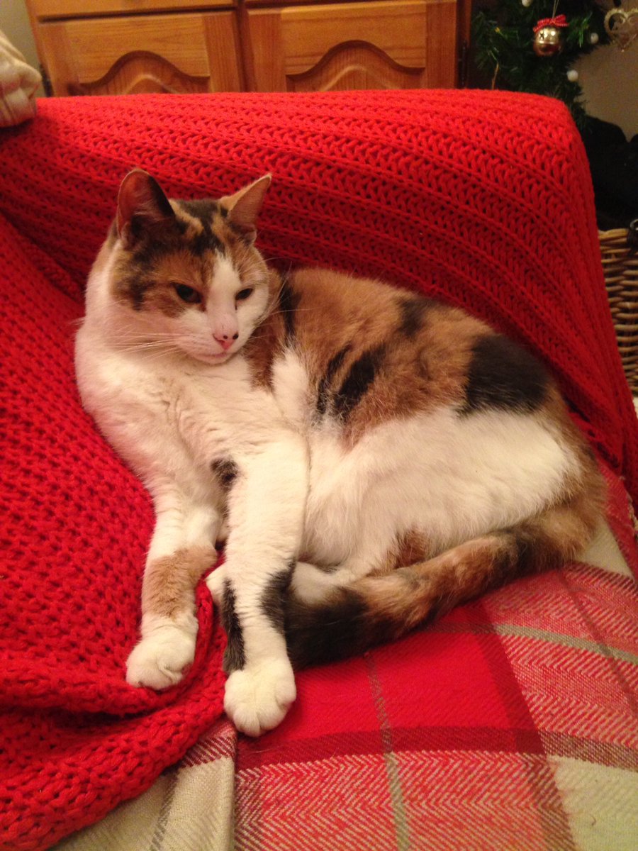 CharleesAunt's tweet photo. *Still Missing* Please check sheds and outhouses around the area xx missing my cat Misty along the odd side of Long Street YO7... I'm at 33. She can't see properly so can not climb/jump well and may have got into your garden by accident. Please have a look https://t.co/7umCN71kHf