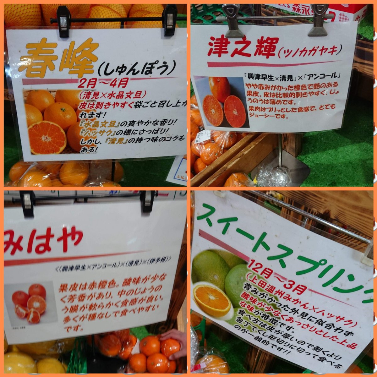 Pinta Ar Twitter 温州は終わったけどまだまだ 一番好きなのは サワーポメロ 柑橘love 春峰 津之輝 みはや スイートスプリング はるか はれひめ 鹿児島県出水市