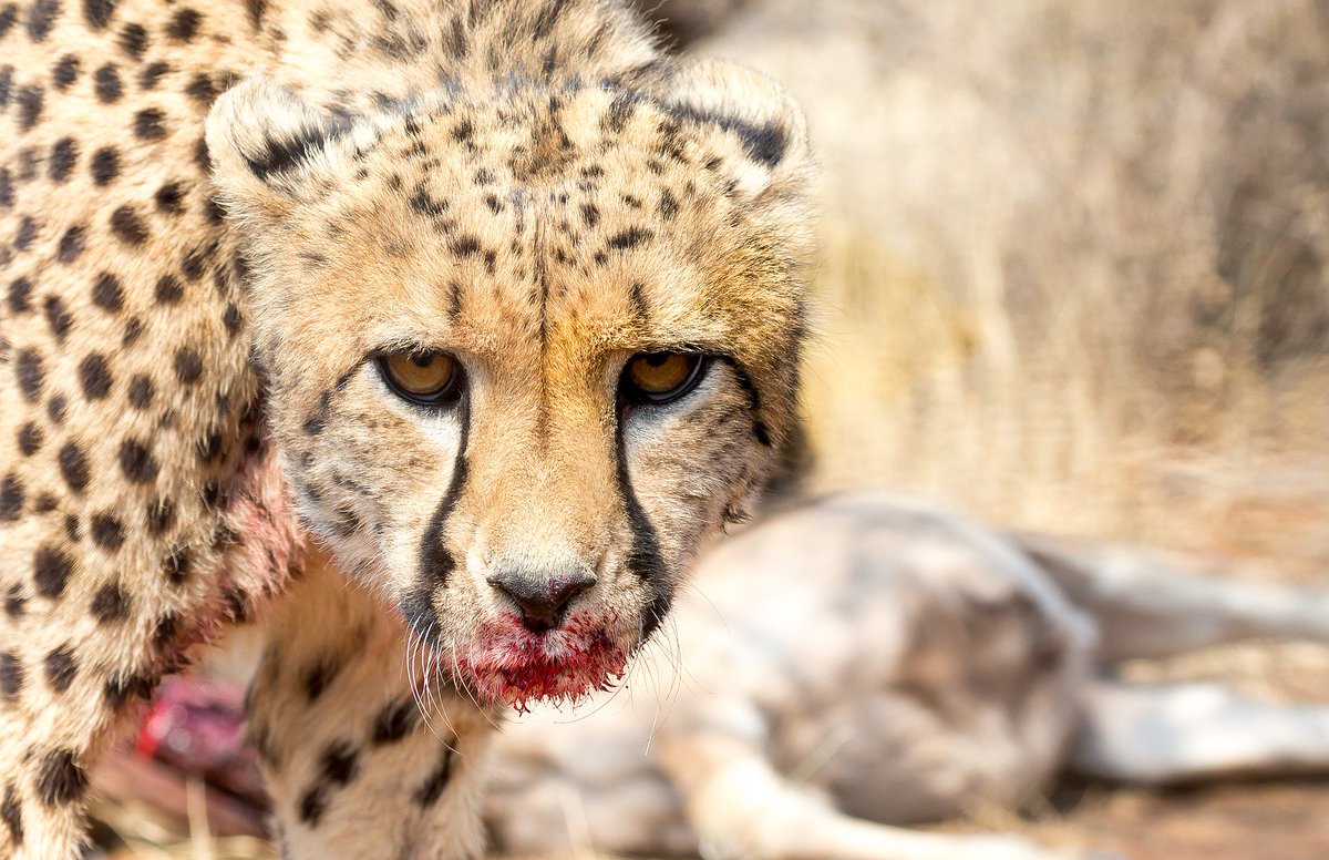 DaemonSands's tweet photo. "Who's gotten into my strawberry jam! Mr. Jiggles was it you?" 

.
.
.
.
.
#Cheetah #funny #Namibia #Africa #wild #photography #wildlife #joke #caption #LostExec #outthere #safari #travel #world #bigcats https://t.co/BFql2R25LJ