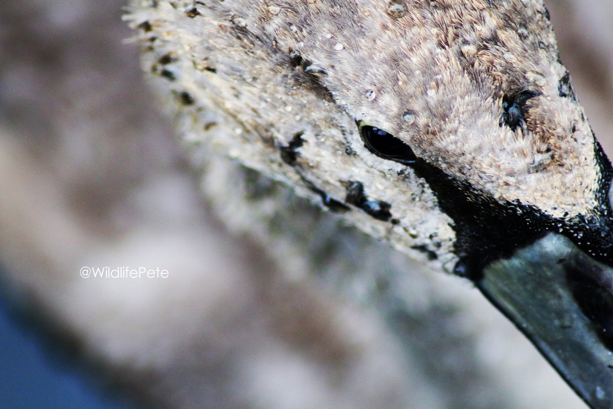 Detail of a cygnet's eye, with water droplets on it's head.