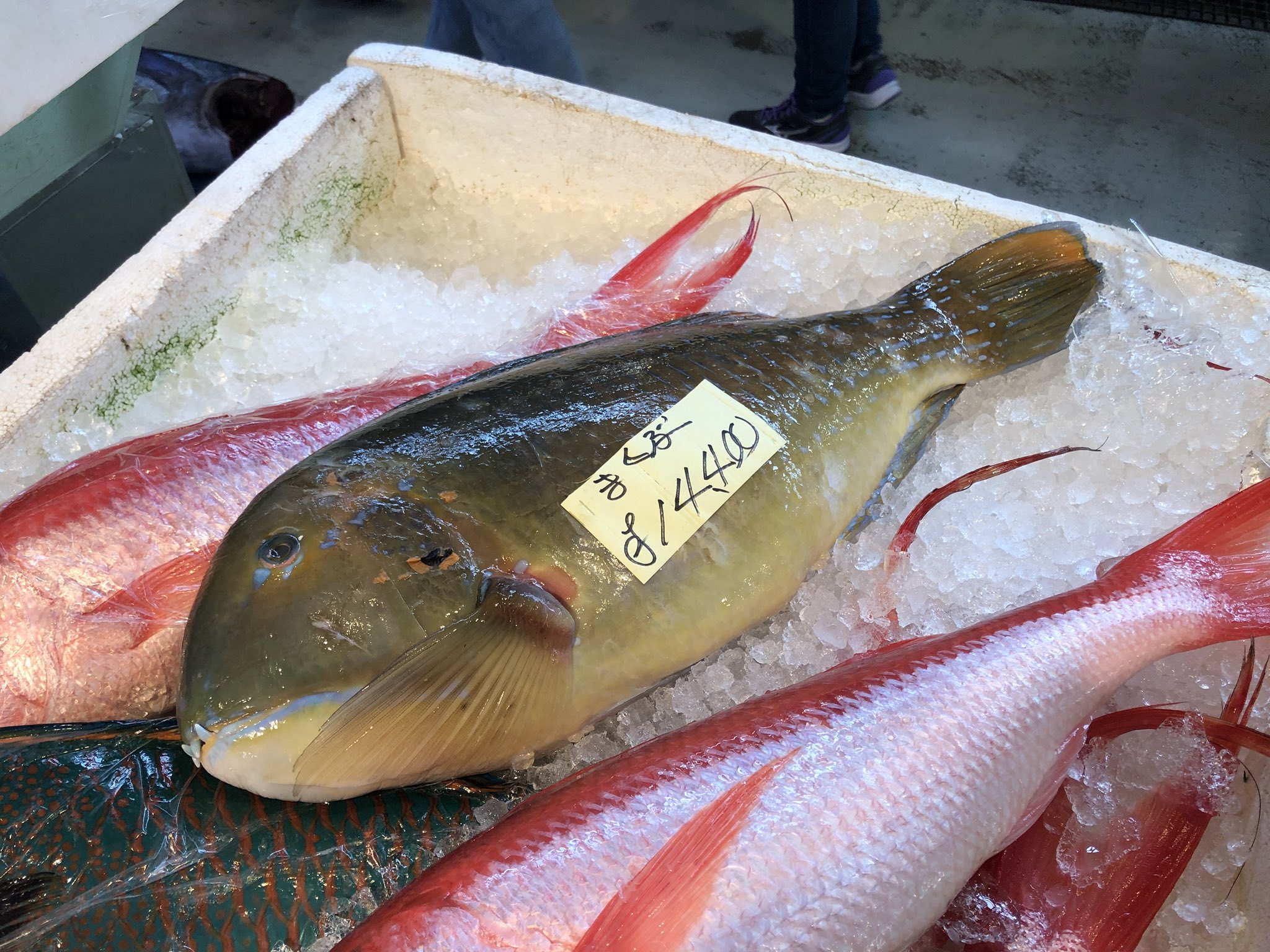 平坂寛 釣って 食べて 調べる 深海魚 たくさんのふしぎ7月号 発売中 やっぱりマクブ シロクラベラ 高いなあ ベラと名のつく魚ではぶっちぎりのトップなんじゃないだろうか 平坂寛 釣って 食べて 調べる 深海魚 たくさんのふしぎ7月号 発売中 やっぱりマクブ シロクラベラ 高いなあ ベラと名のつく魚ではぶっちぎりのトップなんじゃないだろうか