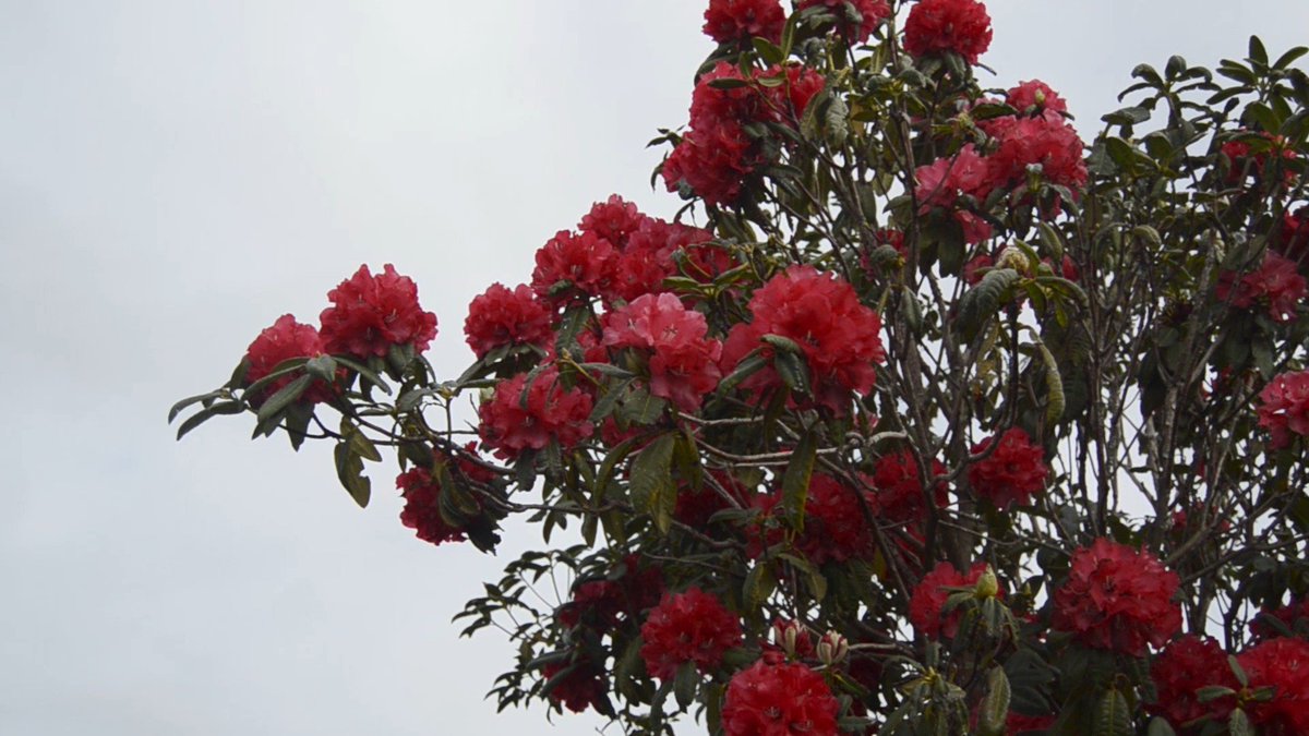 wishing you a really great week!~ 😌🌷