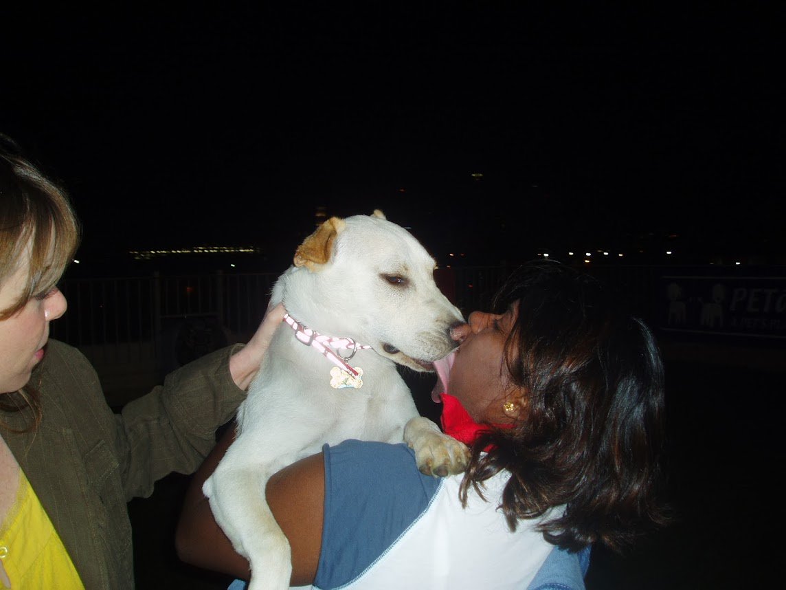 krishnathedog's tweet photo. Humans love kissing me. https://t.co/sK5JFhNR9p