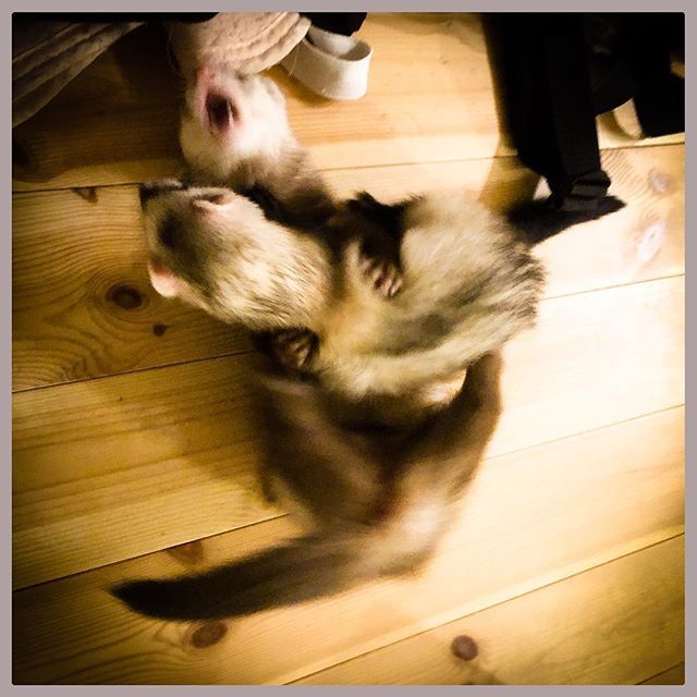 KirikabuJPN's tweet photo. #助けてくださーい
+
あるいは、 #ロケンロー #kirikabuギター
#rocknroll #きりかぶロック #レフティー #おっぴろげー
#kirikabudalan #ferret #フェレット #ferrock #フェロック #出張先から遠隔投稿 https://t.co/NYFpqQsx1E https://t.co/P577qkNLrG