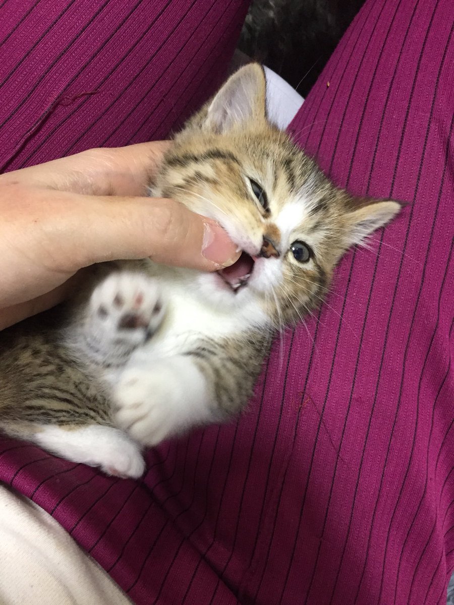derstern612's tweet photo. 라면 호시탐탐 노리다 걸린 야옹 누구지요 https://t.co/qqLMuNnPWO