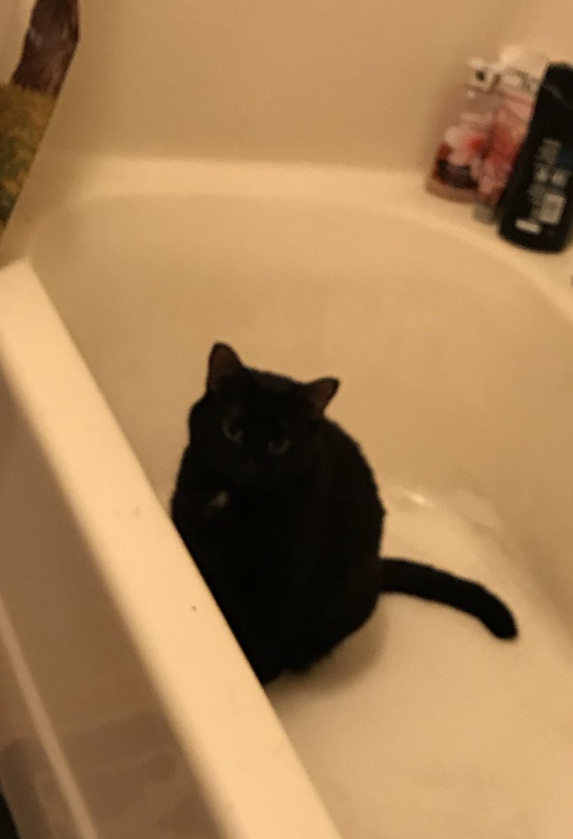 halincath's tweet image. When you trying to get into the shower this morning and she won’t let you. This cat like to hangout in the bathtub.