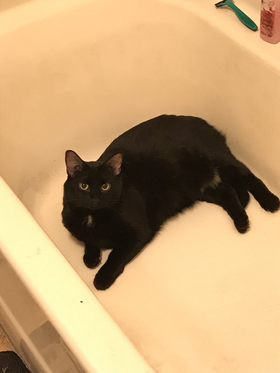 halincath's tweet image. When you trying to get into the shower this morning and she won’t let you. This cat like to hangout in the bathtub.