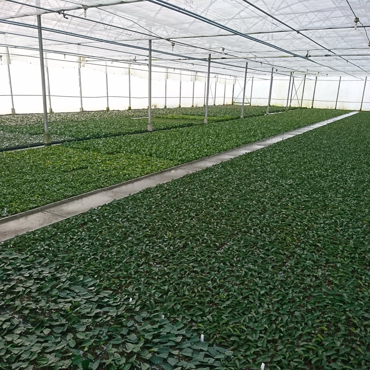 Deze week even alle extra opdrachten erdoor stampen #krokusvakantie