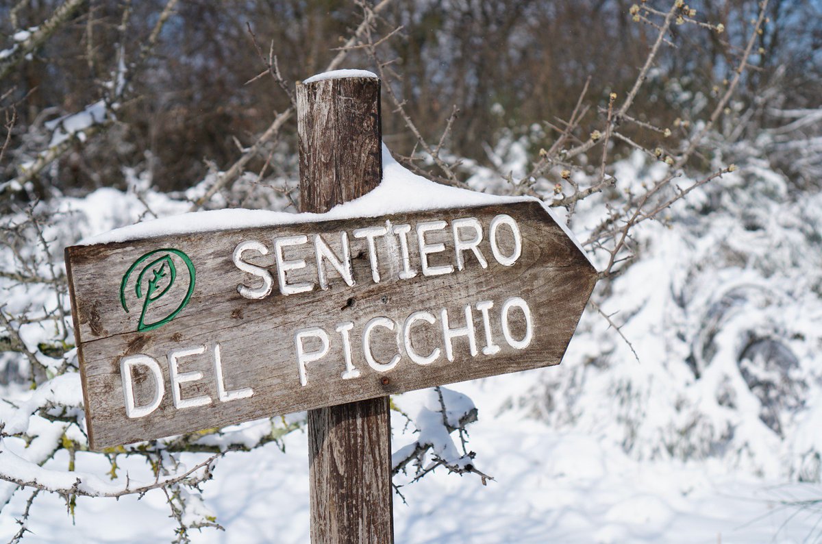 Riserva naturale dell'Insugherata.......lo spettacolo della neve

#nevearoma2018 #riserva #insugherata #neve #coopclimax