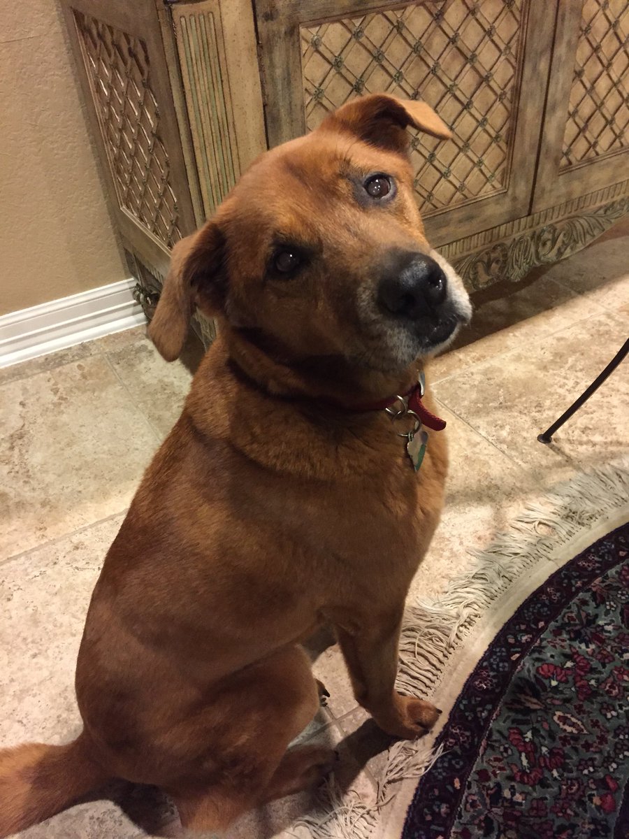 Happy Monday! Say hello to our Dog of the Week, Dixie. Dixie loves our Premium Jerky Cuts!